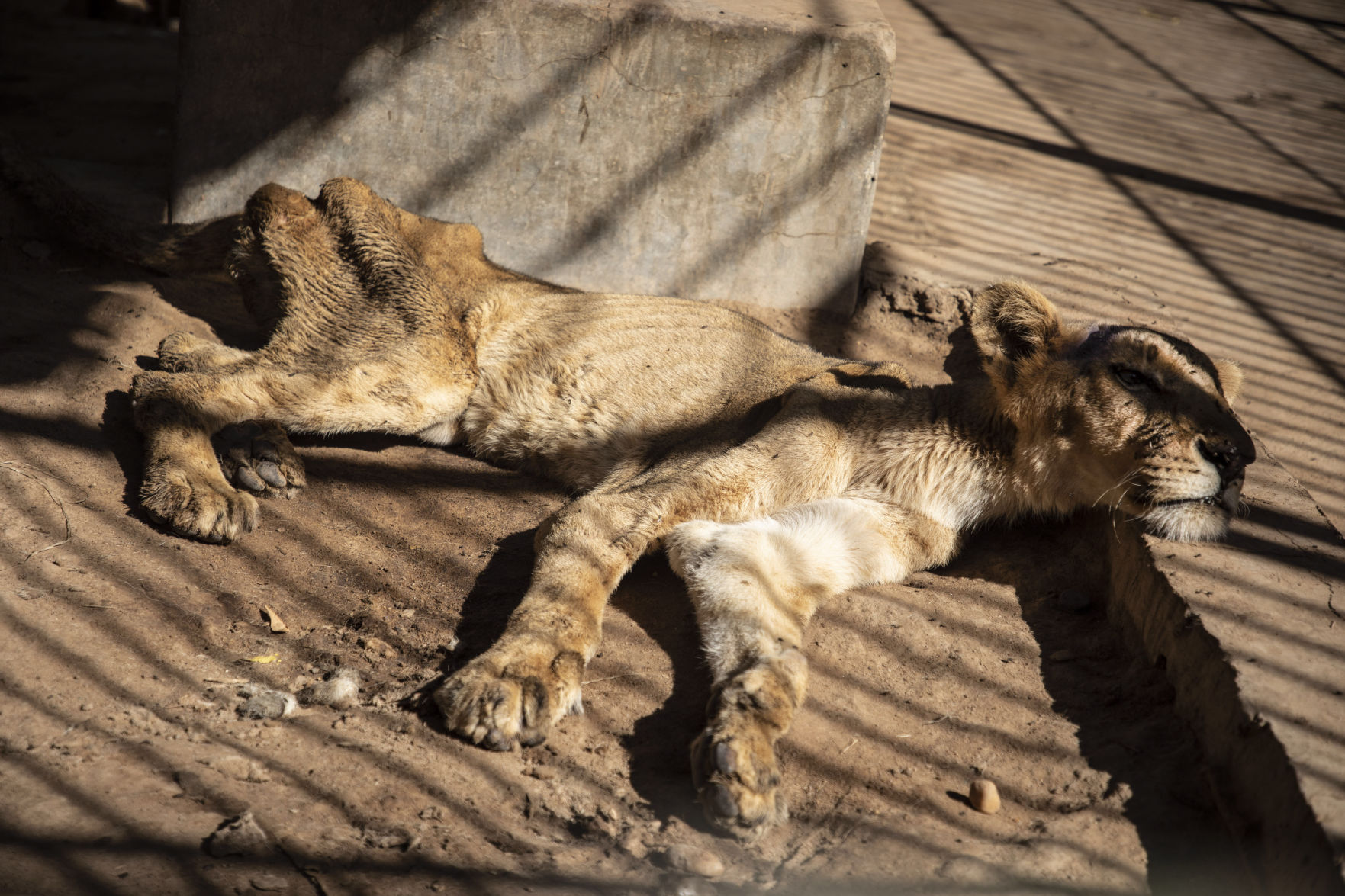 Sudan lion